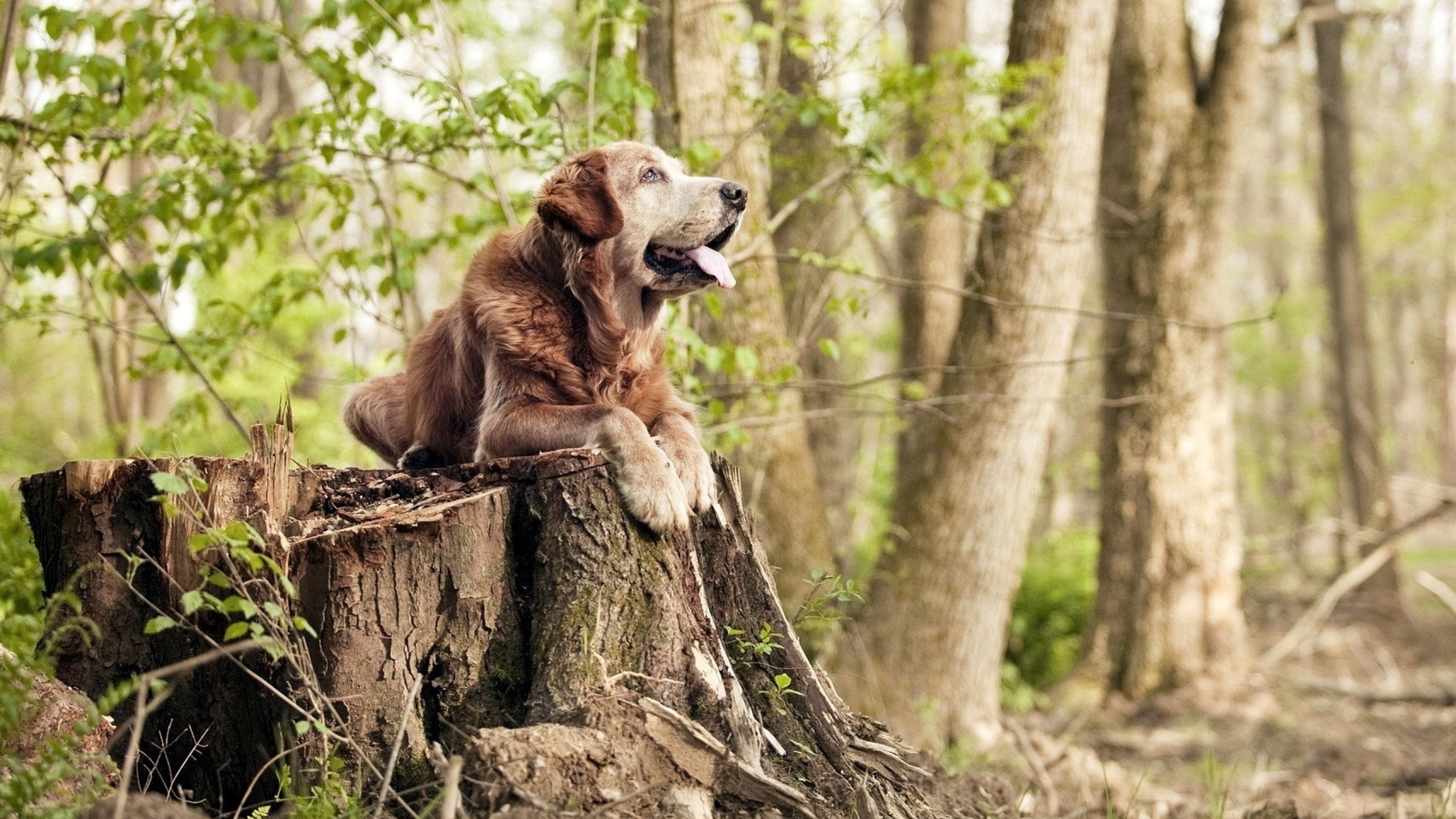 瞬间决定胜负，从公牛单节爆发到塔图姆关键先生，解析篮球场的致命时刻