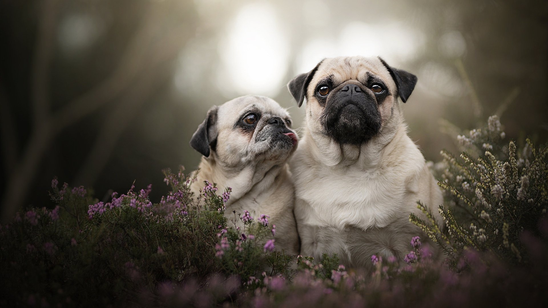 努涅斯跨界接管比赛,安菲尔德的篮球之夜与足球狂想