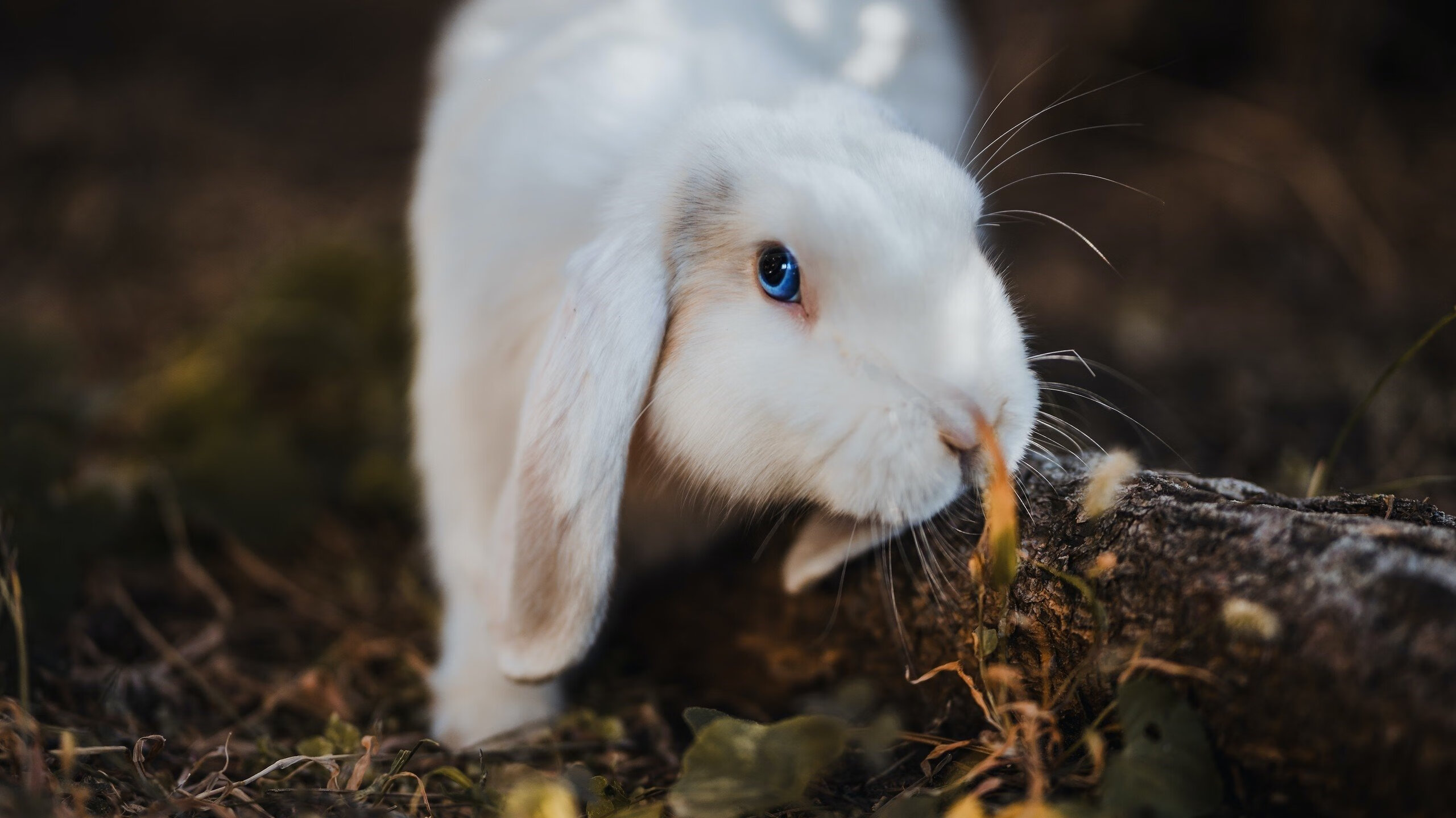 pg电子官网-独行侠稳扎稳打击败掘金晋级西决，杜兰特生死战接管比赛定乾坤