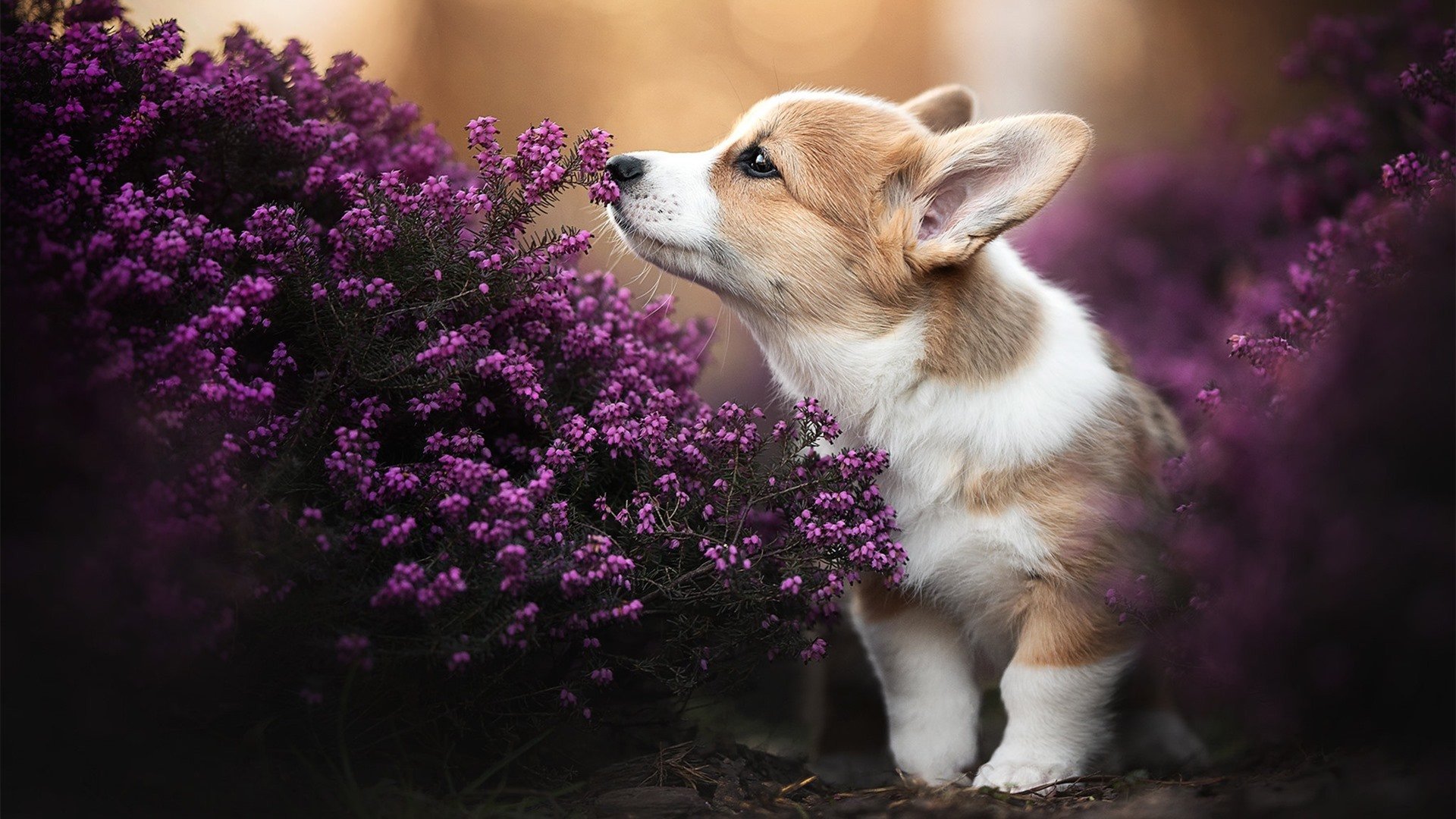 贝恩的崛起，湖人对阵步行者中的自我证明