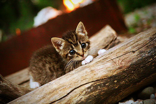 pg电子试玩网站-夜神降临，阿坎吉一击，让喧嚣的北美之夜提前归于寂静
