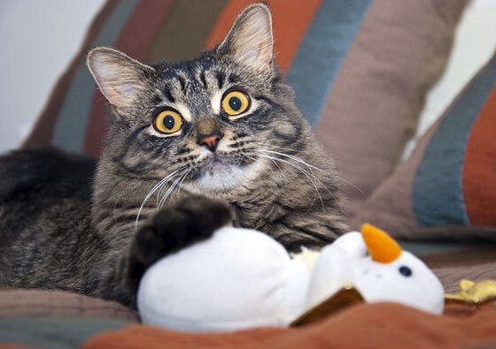 比利亚雷亚尔足球险胜阿根廷，帕尔默F1街道赛接管比赛—体育周末的双重震撼