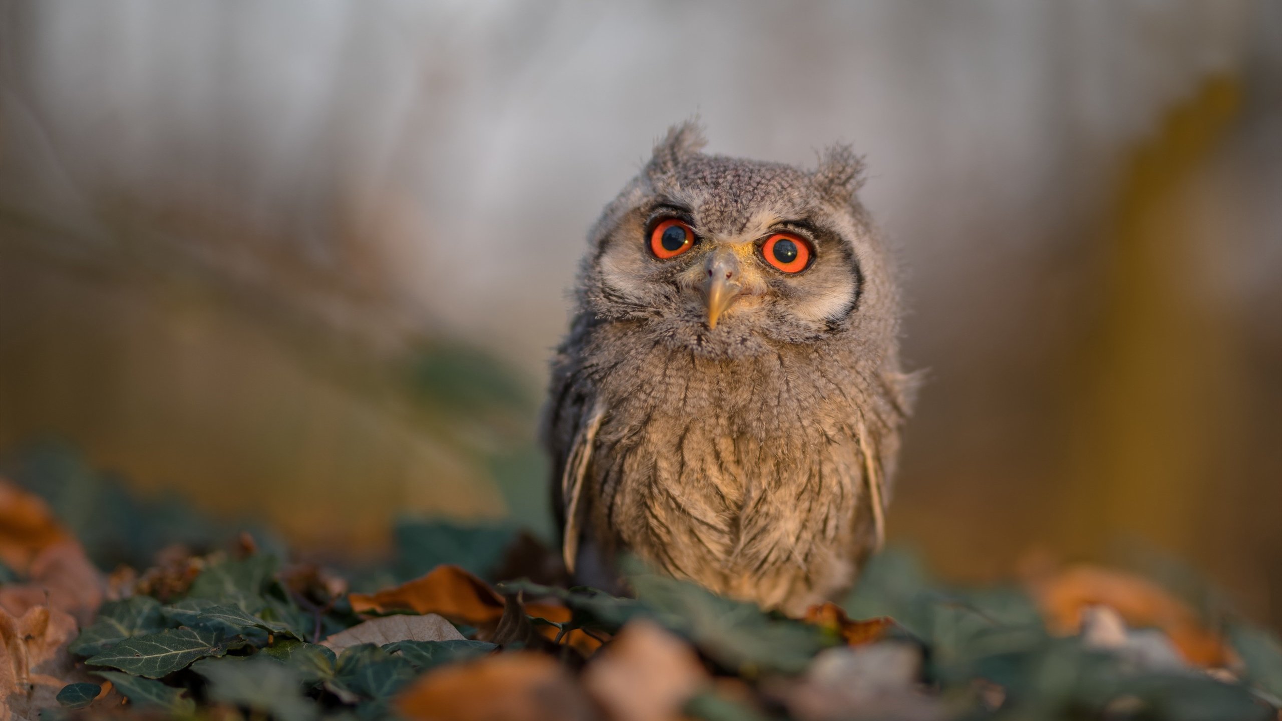 猛龙提前终结悬念奇才，武切维奇火爆表现点燃赛场