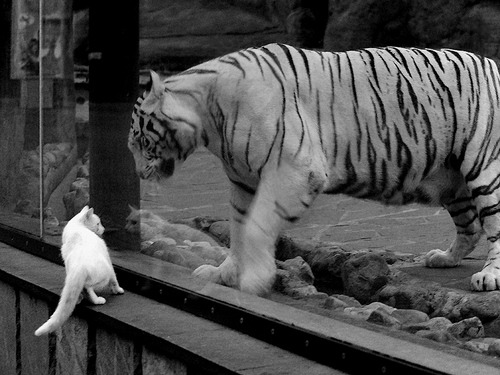 pg电子游戏-NBA季后赛焦点战，战术压制如瑞典对阵加纳