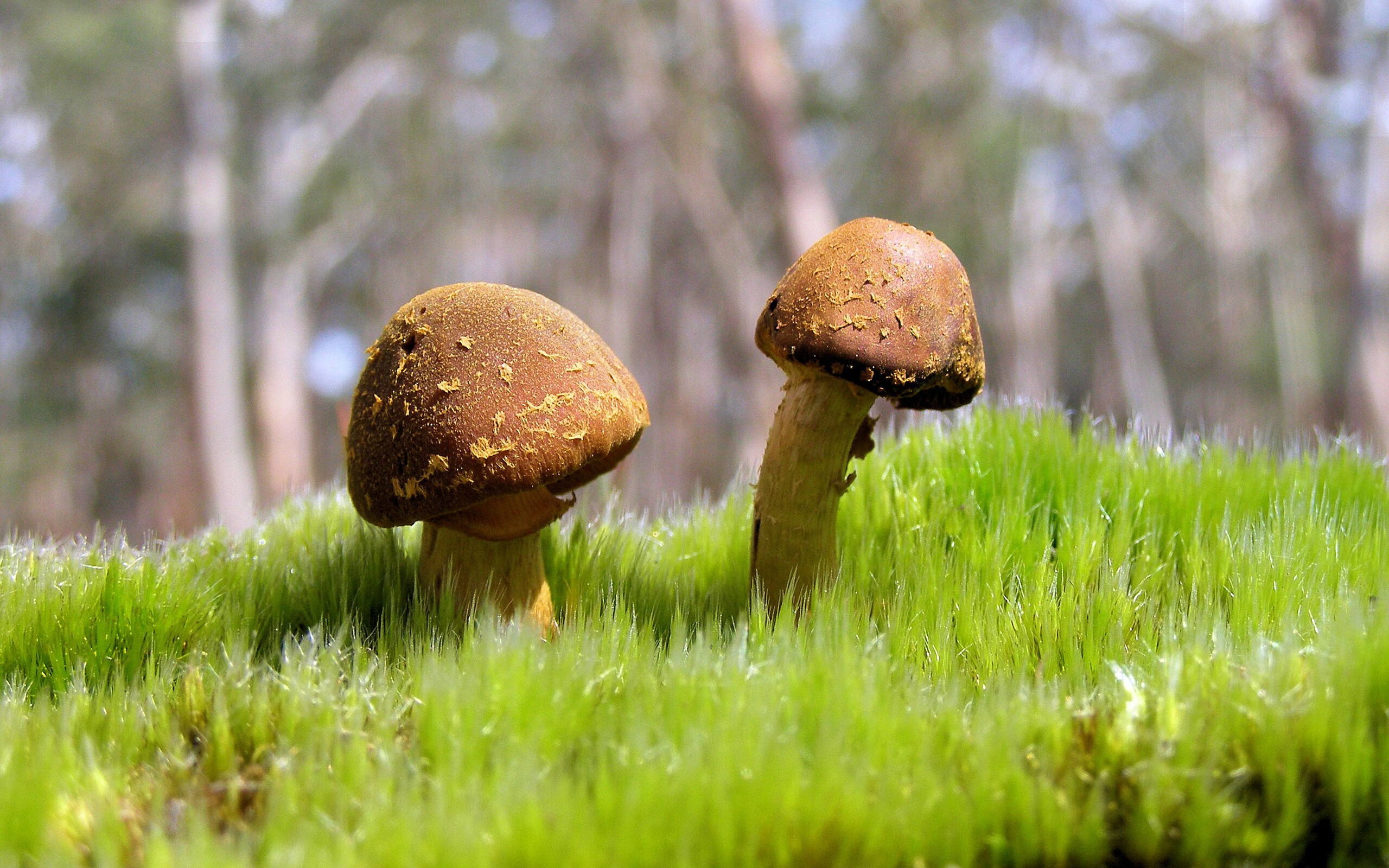 pg电子游戏-杜兰特狂砍50分！广厦队决胜局力克凯尔特人