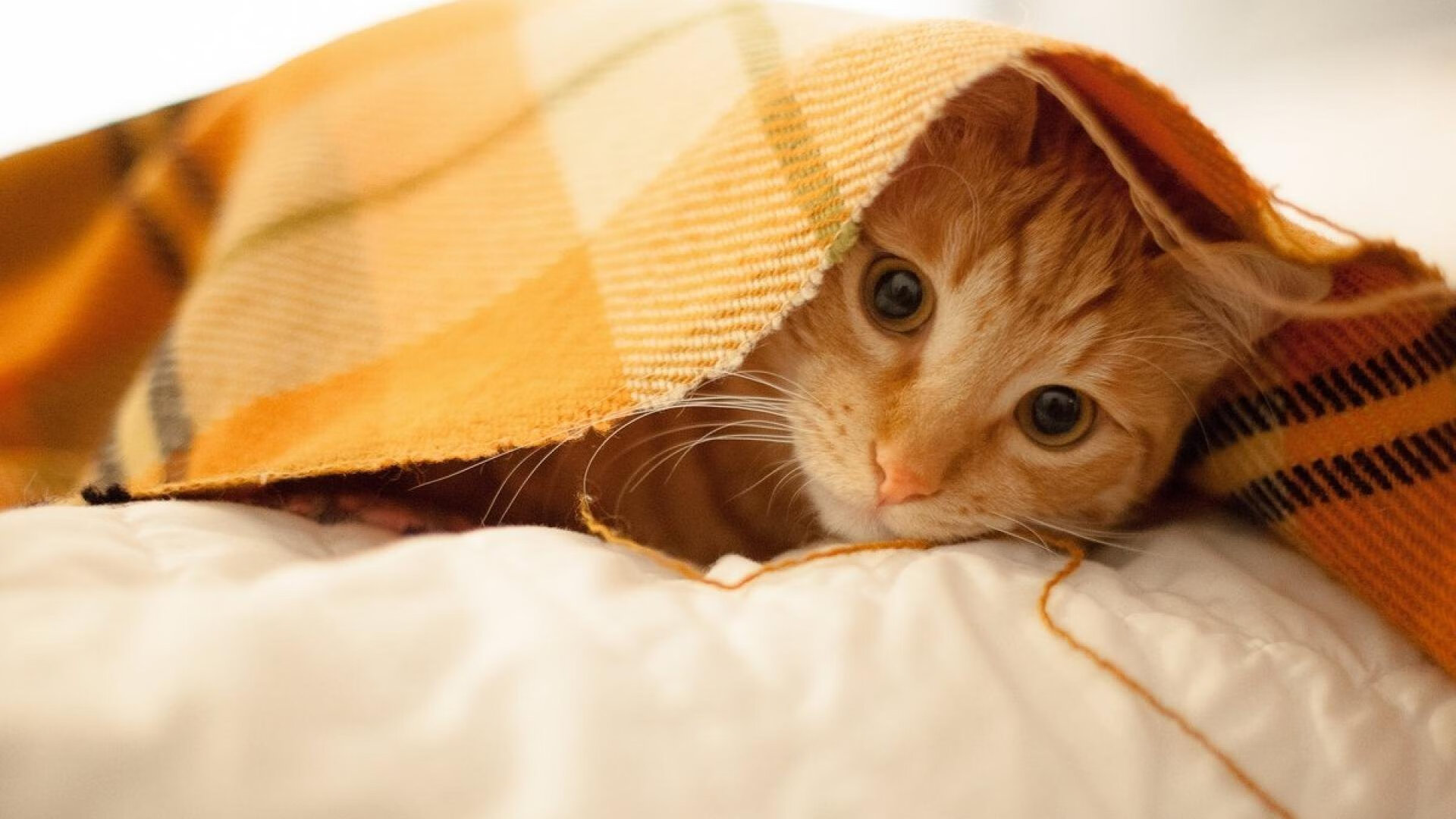 二十六年与十五秒,那些刺破时间的英雄时刻