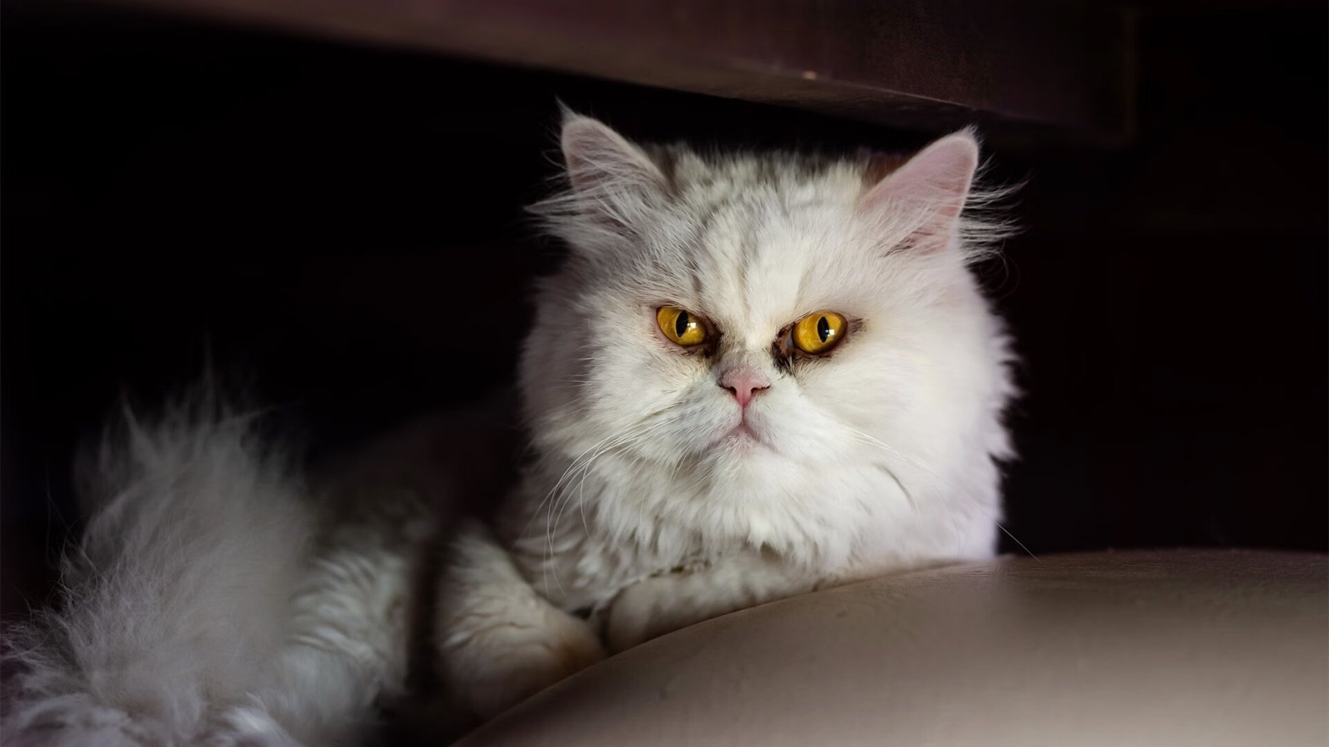 -雷恩鏖战里昂，法比尼奥的关键先生时刻