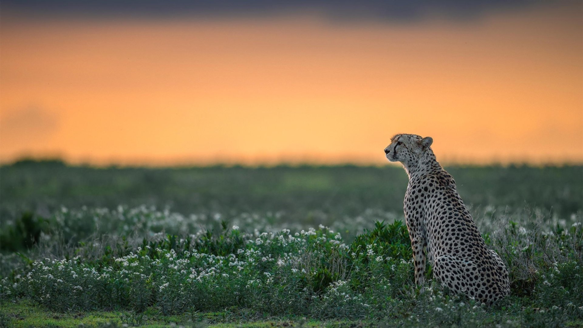 血性长城崩于前，狼王长啸破苍穹—爱德华兹奥运前哨战统治级表演，勇士硬仗击溃吉林