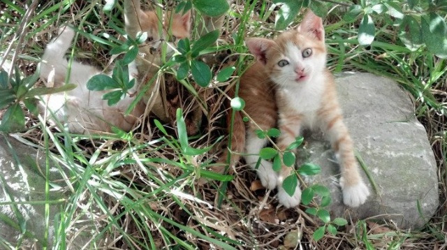 迷雾中的绝杀,76人对阵快船激战记