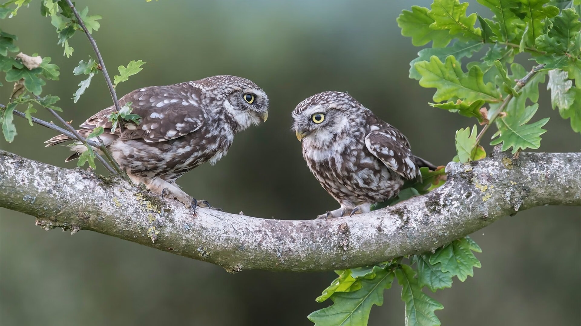 文班亚马天赋溢出，火箭客场轻取上海，中美篮球的镜子与窗