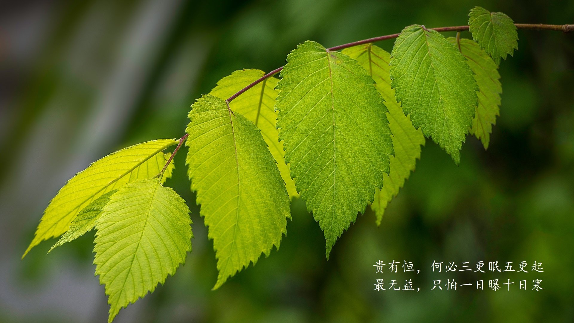 震撼开场!迪亚斯主宰赛场,罗马尼亚大胜沙特引爆2026世界杯B组悬念